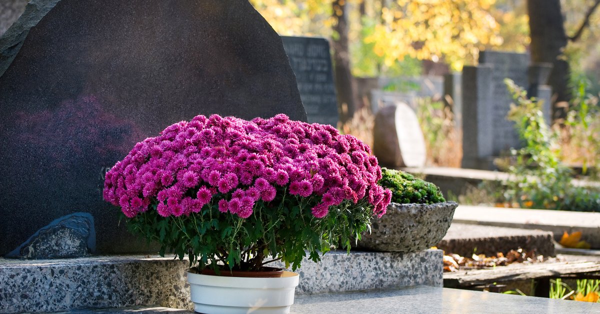 Oto cena za chryzantemy na Wszystkich Świętych 2025. To nie żart - Onet