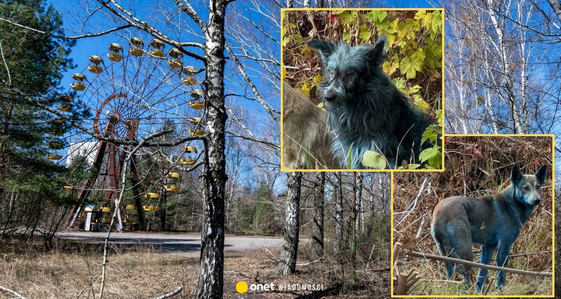 Tajemnicze zjawisko w Czarnobylu. W pobliżu elektrowni pojawiły się niebieskie psy