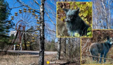 Tajemnicze zjawisko w Czarnobylu. W pobliżu elektrowni pojawiły się niebieskie psy