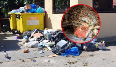 Nietypowe znalezisko w koszu na śmieci w Krakowie. "Żywe i jadowite" - Onet