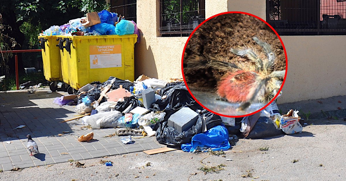 Nietypowe znalezisko w koszu na śmieci w Krakowie. "Żywe i jadowite" - Onet