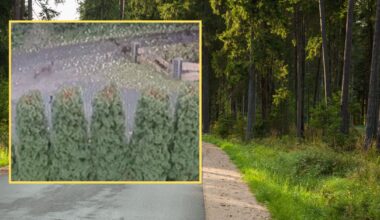 Psy rzuciły się na chłopca. Jeden z nich został otruty