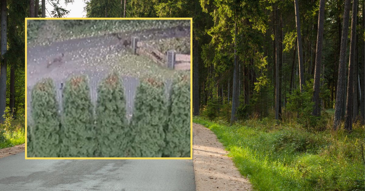 Psy rzuciły się na chłopca. Jeden z nich został otruty