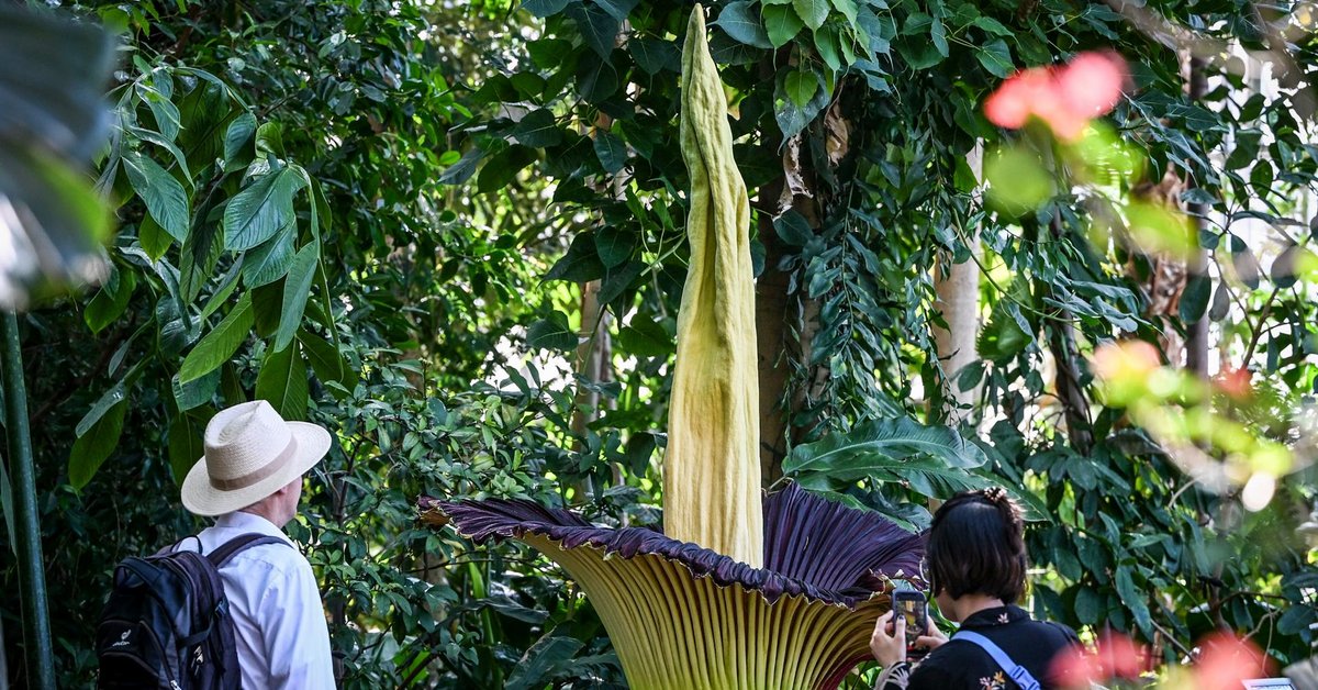 Dziwidło olbrzymie zakwitło w czerwcu 2025 r. także w berlińskim ogrodzie botanicznym