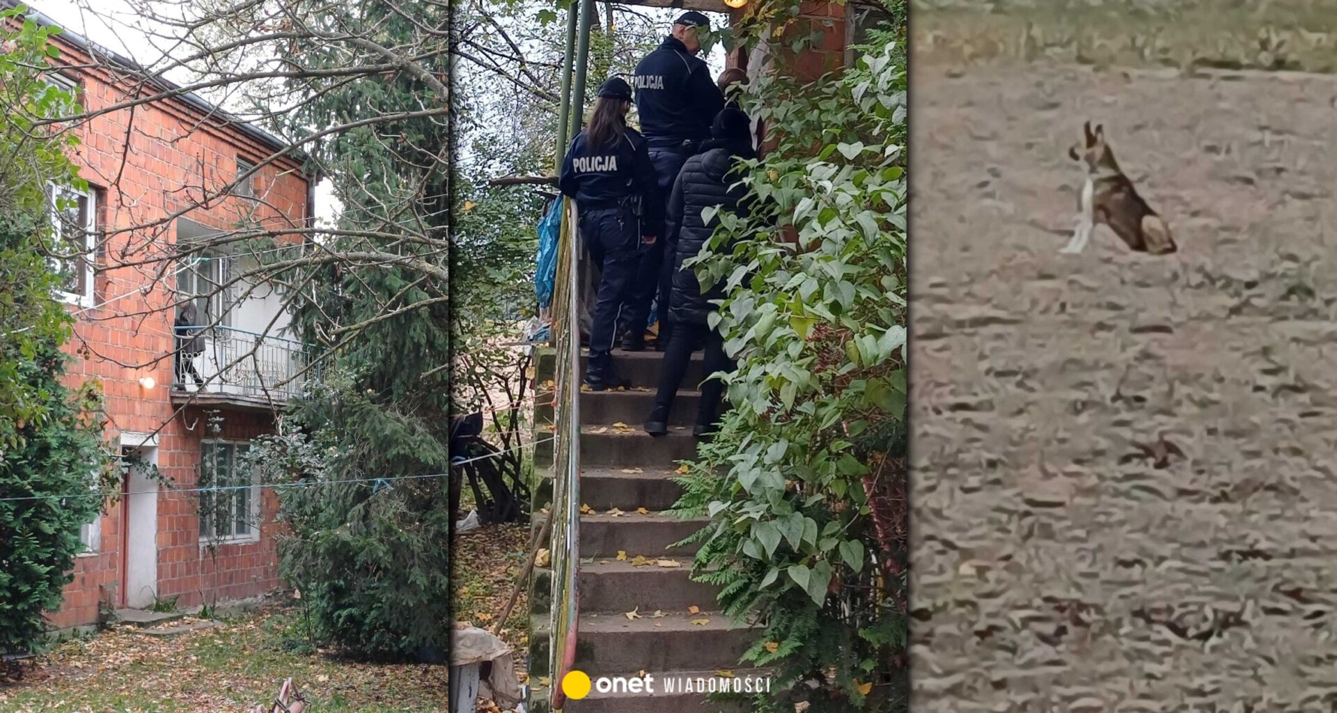 Psy miały zagryźć 76-latka. Emocje podczas interwencji policji. Nowe informacje