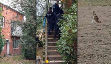 Psy miały zagryźć 76-latka. Emocje podczas interwencji policji. Nowe informacje
