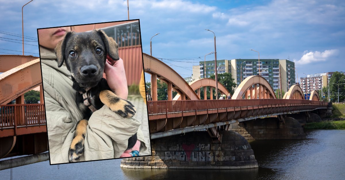 Wstrząsające sceny we Wrocławiu. Kobieta chciała wrzucić szczeniaka do Odry