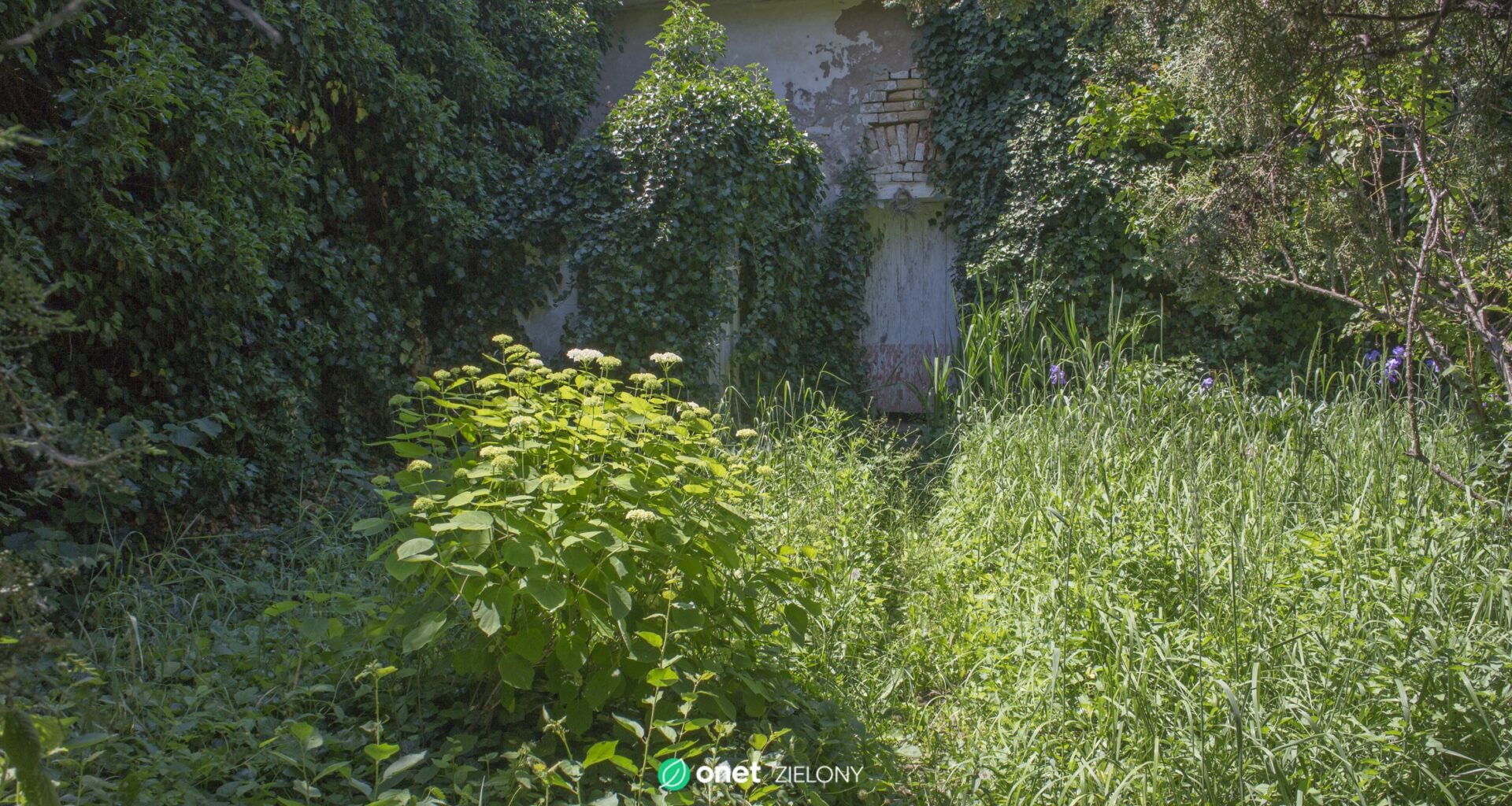 Kobieta odmówiła koszenia trawnika. Sprawa trafiła do sądu