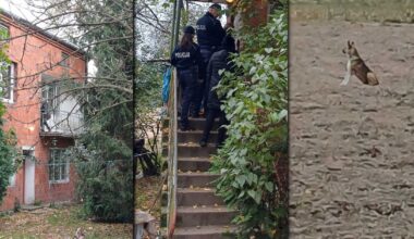Psy miały zagryźć 76-latka. Emocje podczas interwencji policji. Nowe informacje