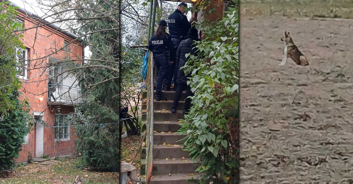 Psy miały zagryźć 76-latka. Emocje podczas interwencji policji. Nowe informacje