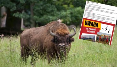 Wypadek w Białowieskim Parku Narodowym. Żubr zaatakował turystkę - Onet
