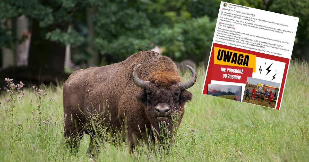 Wypadek w Białowieskim Parku Narodowym. Żubr zaatakował turystkę - Onet