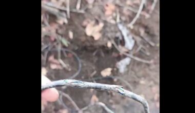 Chińskie autobusy można zdalnie zatrzymać. Testy odbyły się w tajemnicy