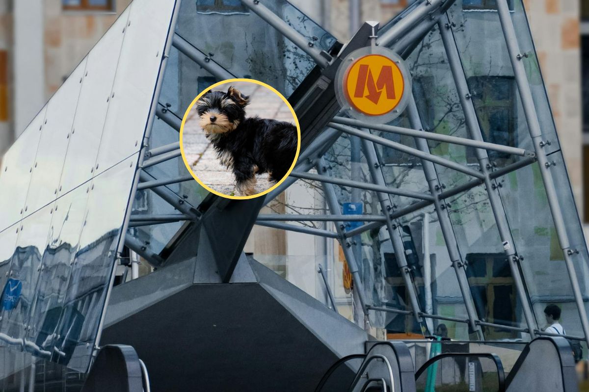 "Był przestraszony". Pies sparaliżował warszawskie metro