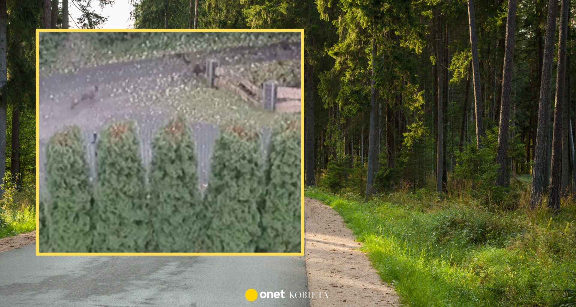 Psy rzuciły się na chłopca. Sąsiedzi mieli zabić jednego z nich