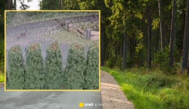 Psy rzuciły się na chłopca. Sąsiedzi mieli zabić jednego z nich