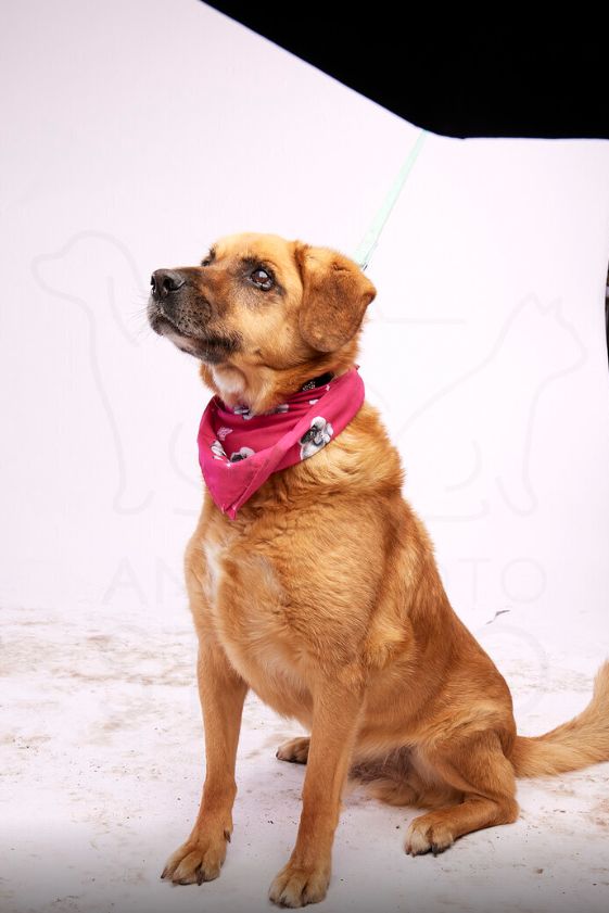 fot. Animal Foto Studio Kamil Czyżewski