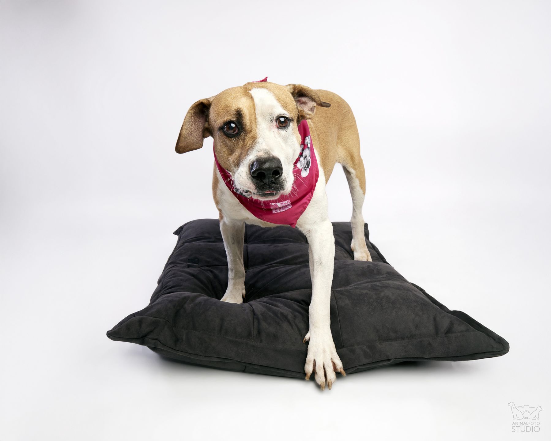fot. Animal Foto Studio Kamil Czyżewski