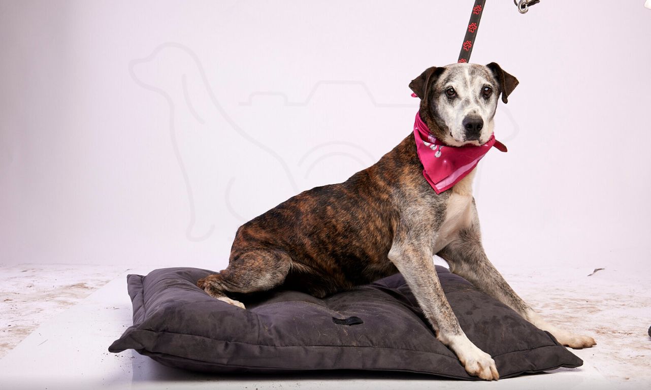 fot. Animal Foto Studio Kamil Czyżewski