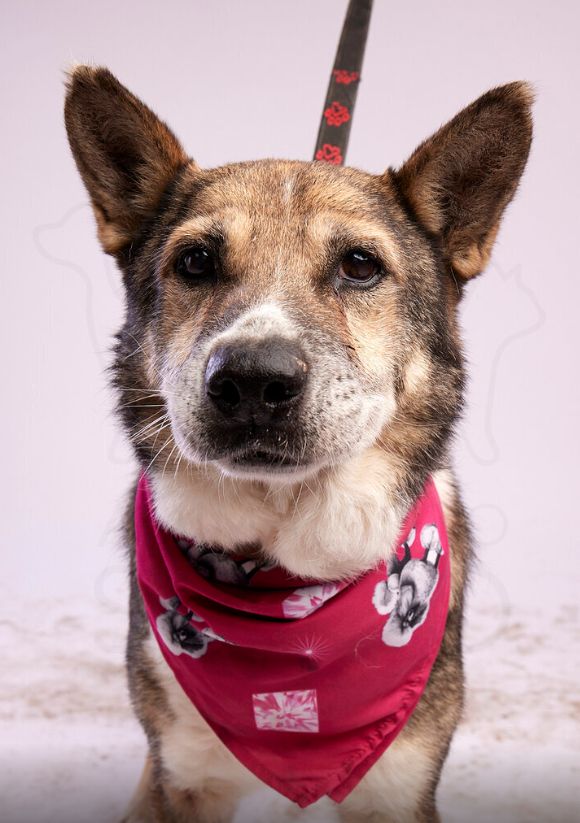 fot. Animal Foto Studio Kamil Czyżewski