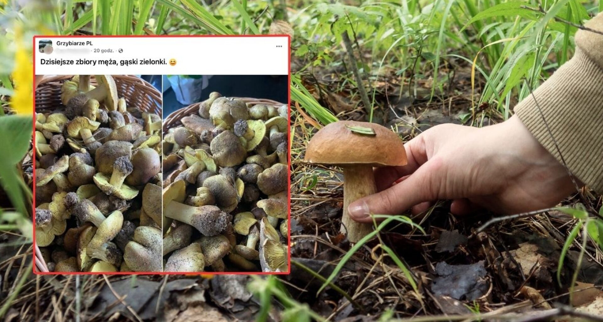 Pokazała, co mąż znalazł podczas grzybobrania. "Gdzie takie rosną" (screen: Facebook/Grzybiarze PL)