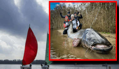 Sum gigant. Nowy rekord świata, Polacy złowili potwora