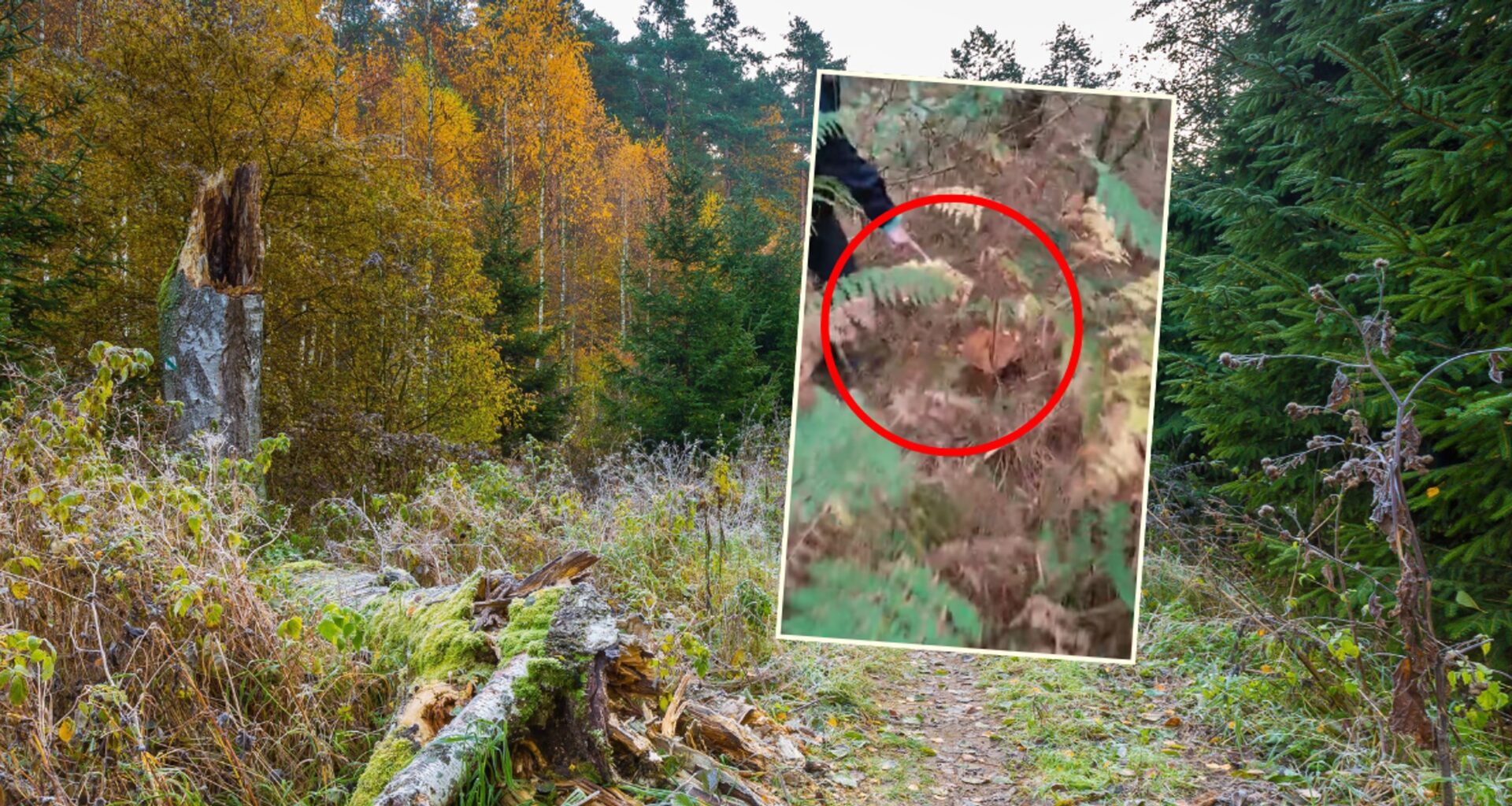 Niezwykły okaz krył się w zaroślach