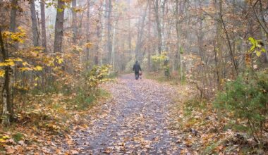 Tragedia podczas grzybobrania. 75-latek znaleziony martwy (zdjęcie ilustracyjne)
