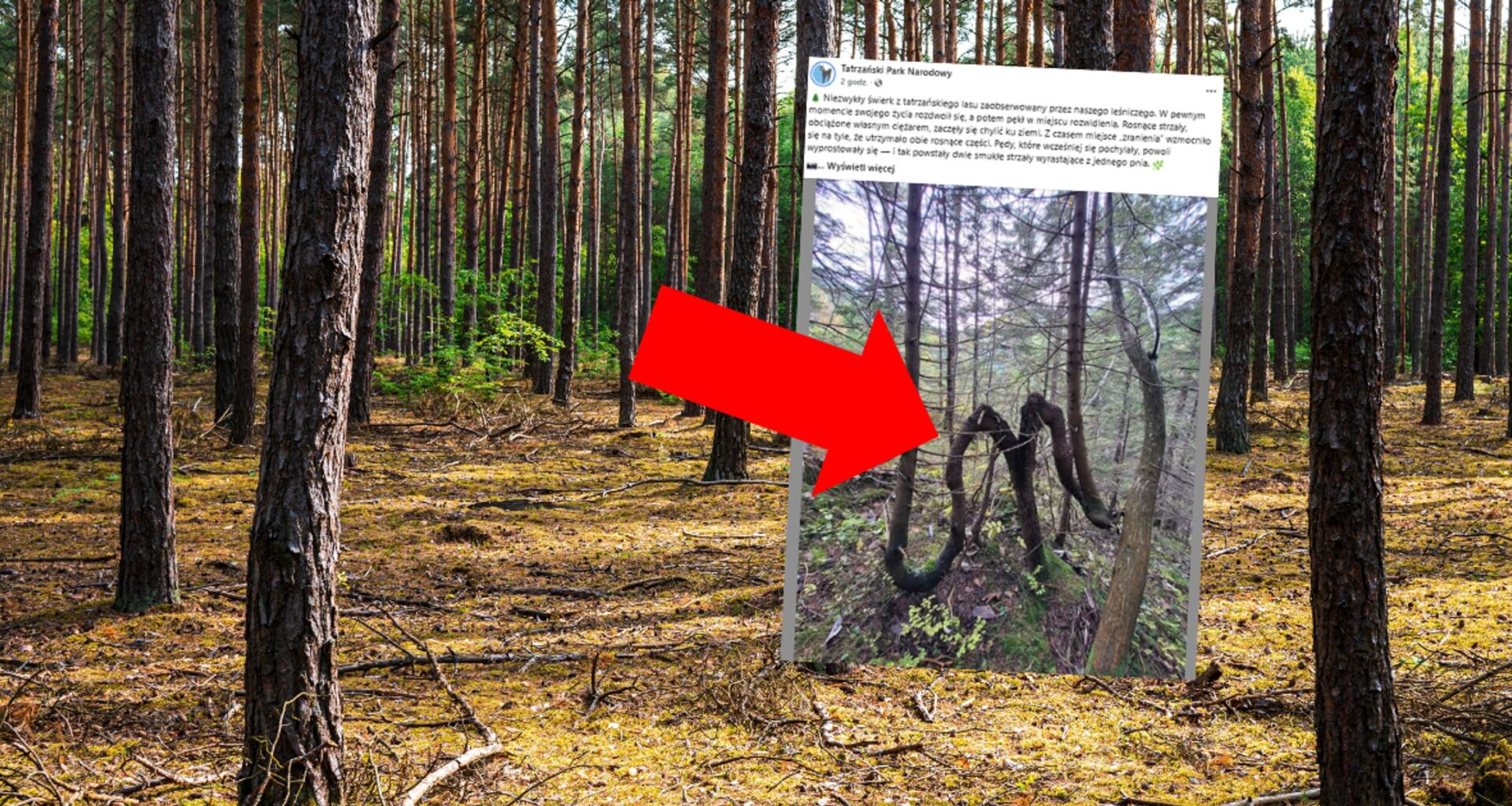Nietypowe drzewo na terenie Tatrzańskiego Parku Narodowego