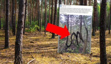 Nietypowe drzewo na terenie Tatrzańskiego Parku Narodowego