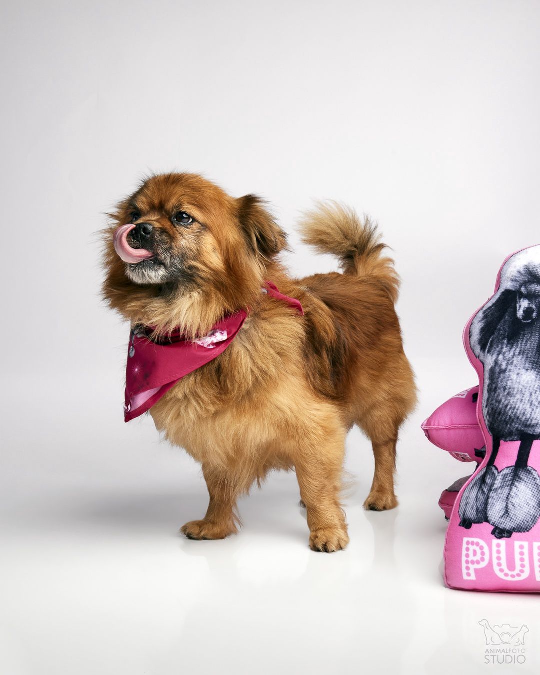 fot. Animal Foto Studio Kamil Czyżewski