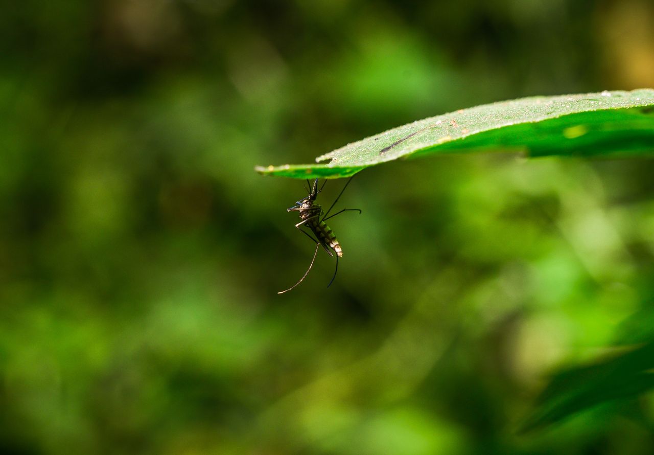Nie było tu komarów. Teraz już są