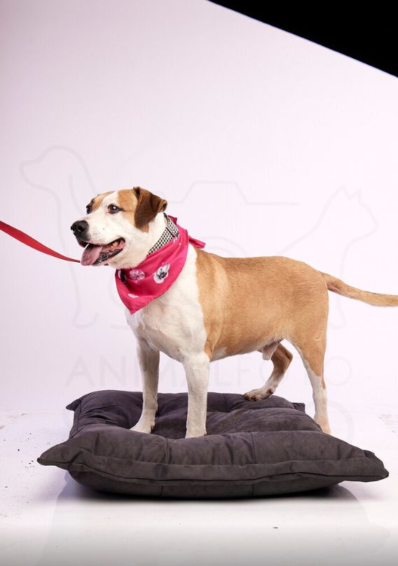 fot. Animal Foto Studio Kamil Czyżewski