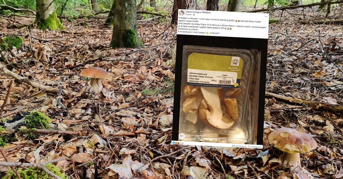 Pokazała, ile kosztują prawdziwki z Polski w holenderskim sklepie