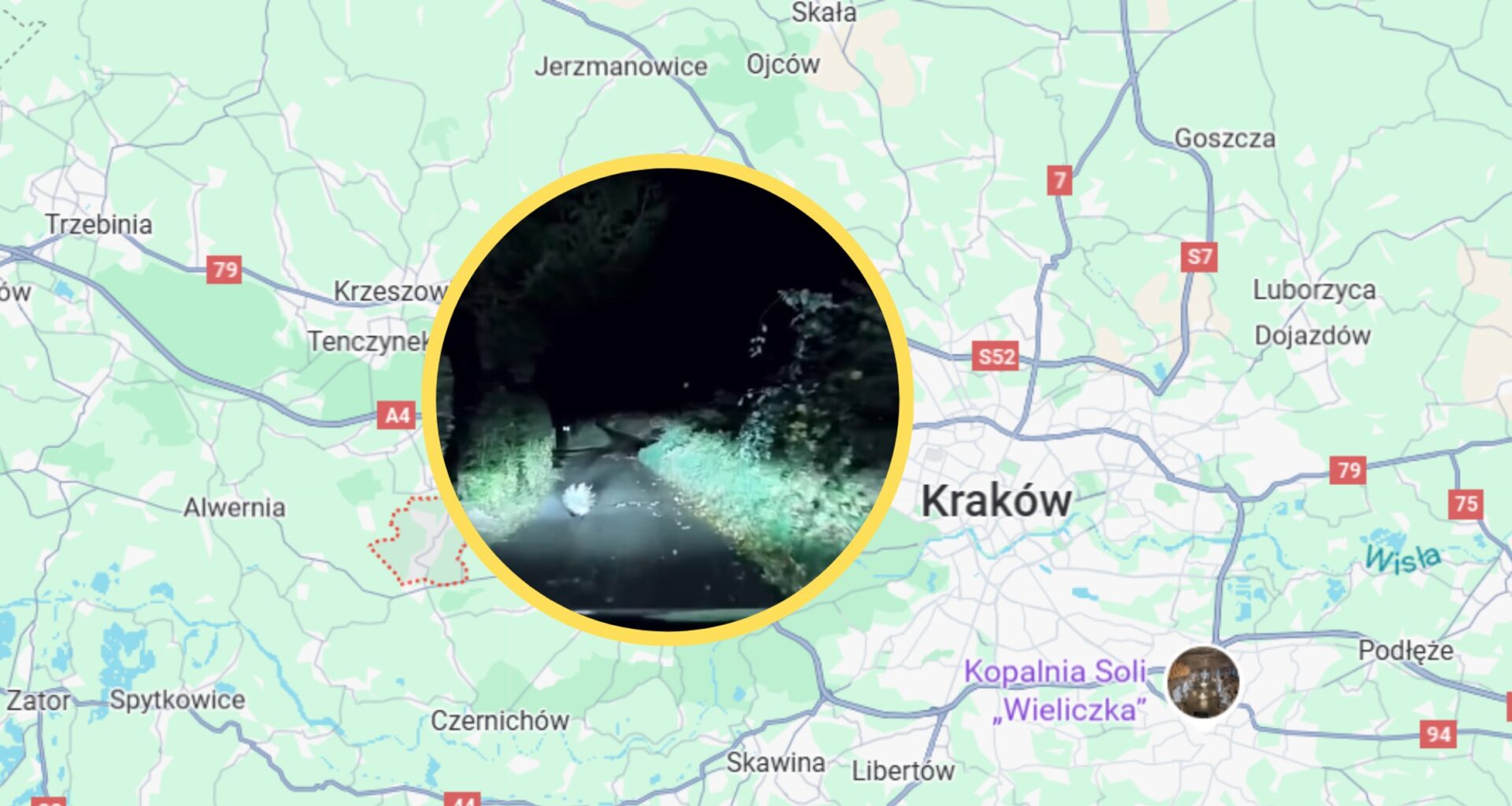 Z Rybnej pod Krakowem uciekł jeżozwierz. Jest nagranie (fot. screen: facebook.com/RybnaMalopolska)