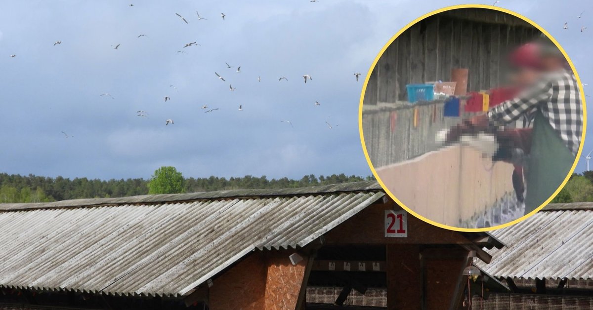 Na nagraniu widzimy, jak zwierzęta są m.in. chwytane i kręcone za ogon