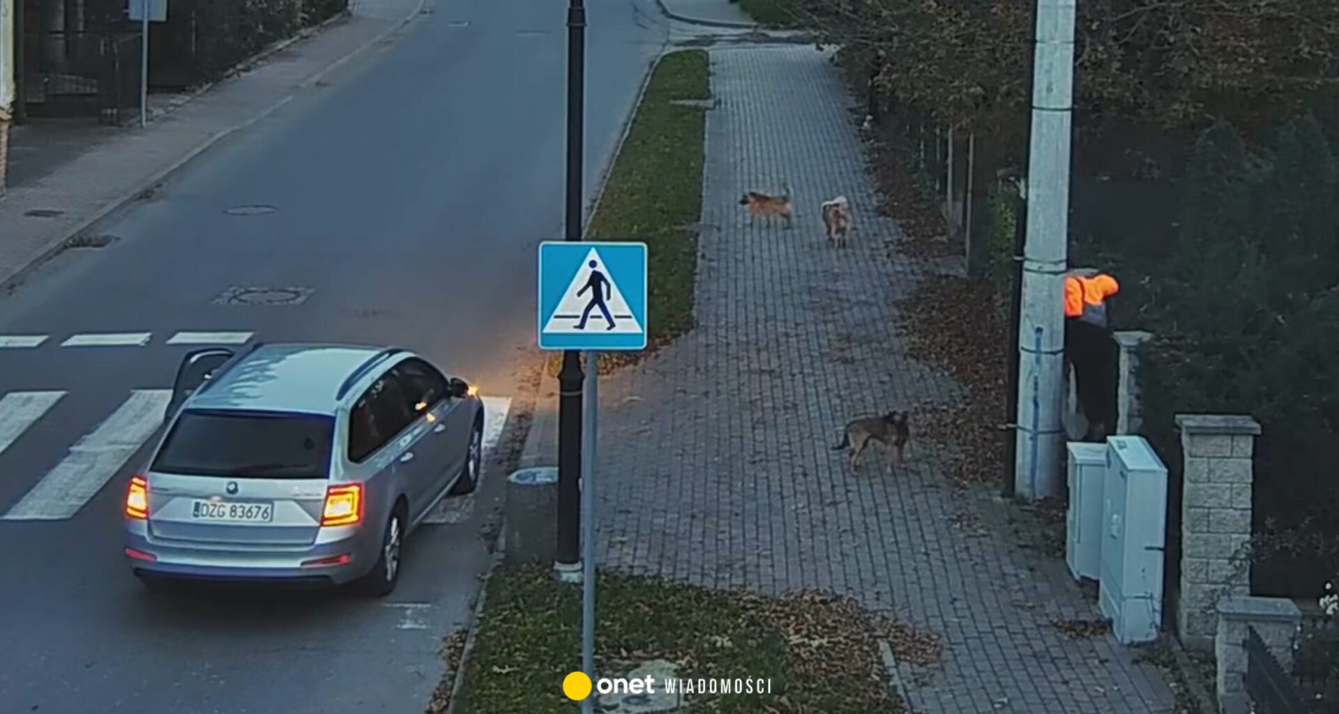 Agresywne psy zaatakowały chłopca. Niebezpieczny incydent w Bogatyni [WIDEO]