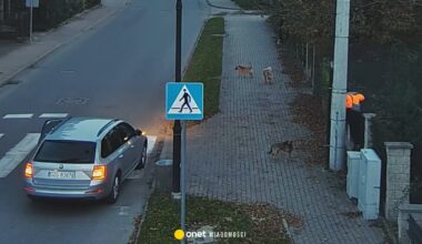 Agresywne psy zaatakowały chłopca. Niebezpieczny incydent w Bogatyni [WIDEO]