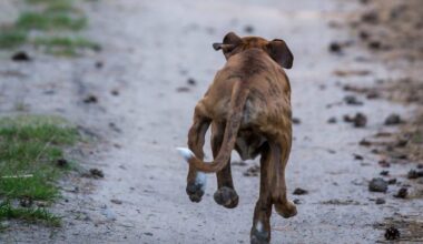 Pies zaatakował w lesie 8-latka. Dziecko trafiło do szpitala - Onet
