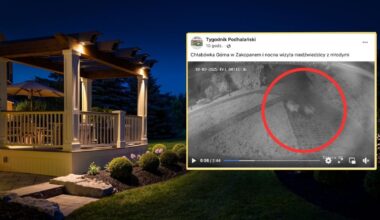 Niedźwiedzie wtargnęły na teren prywatny. Właściciele byli przerażeni (screen: Facebook/Tygodnik Podhalański)
