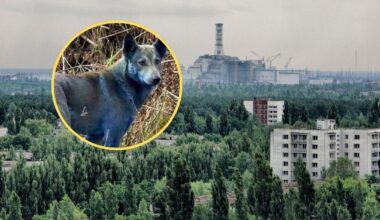 Psy w Czarnobylu zmieniły kolor. "W zeszłym tygodniu nie były niebieskie"