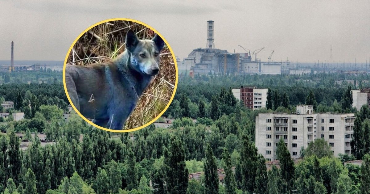 Psy w Czarnobylu zmieniły kolor. "W zeszłym tygodniu nie były niebieskie"