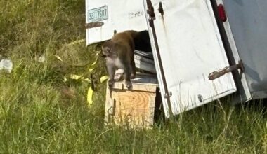 Małpy z laboratorium uciekły na wolność. Wykorzystały nagły wypadek