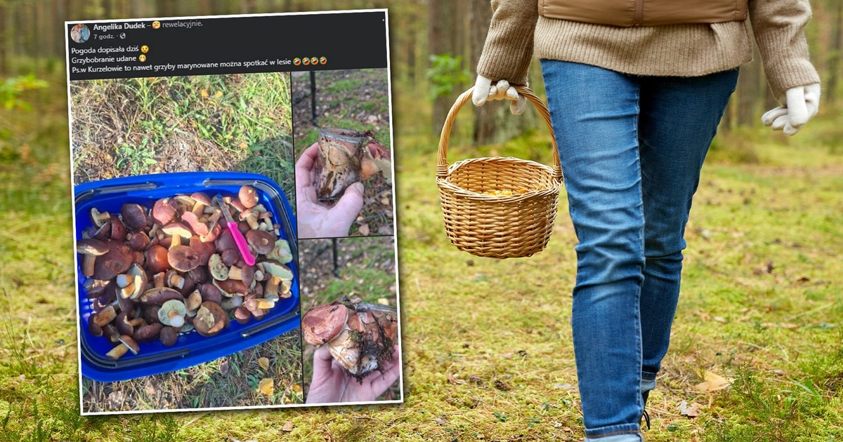 Nietypowe znalezisko w lesie pod Kurzelowem. Grzybiarka pokazała zdjęcie