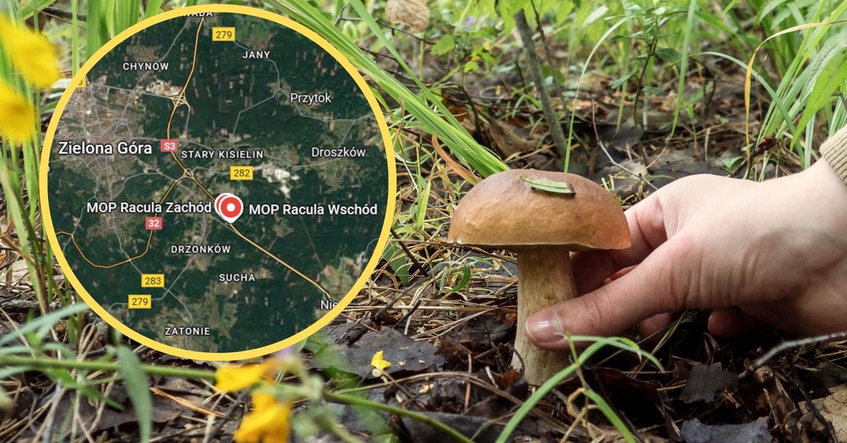 Zmarł 46-letni mężczyzna pogryziony przez psy. Tragiczny finał wyprawy na grzyby