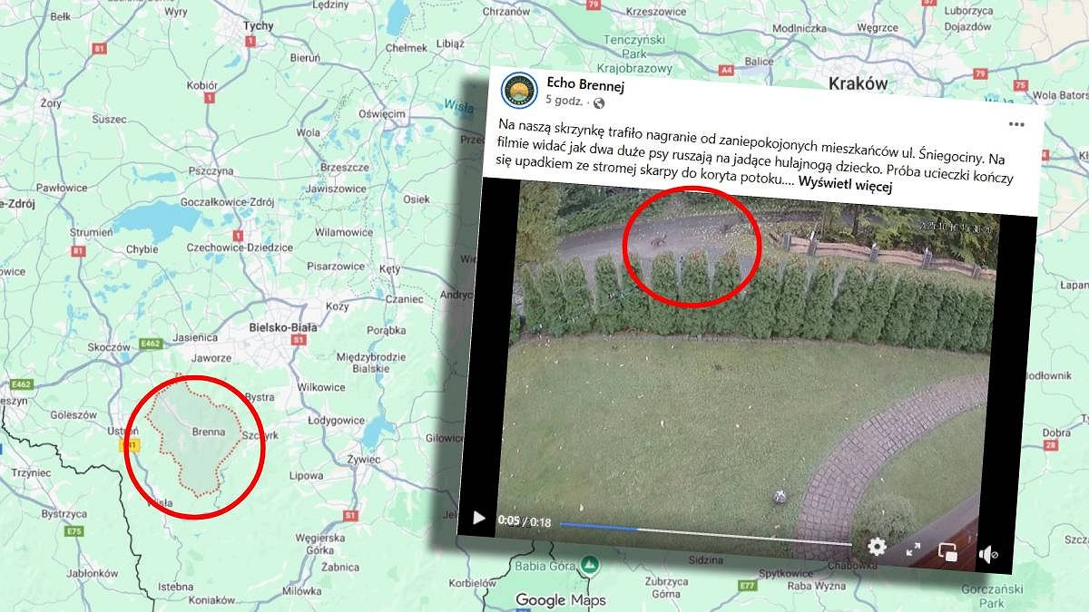 Wstrząsające nagranie z Brennej. Dwa psy zaatakowały dziecko. 'Mieszkańcy boją się tamtędy chodzić'