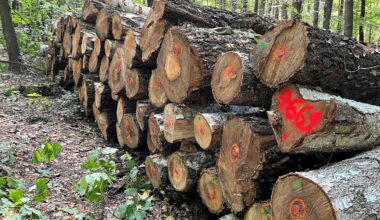 Ceny drewna i eksport do Chin. Tak tanio nie było od lat. Ministerstwo Klimatu podało nowe dane