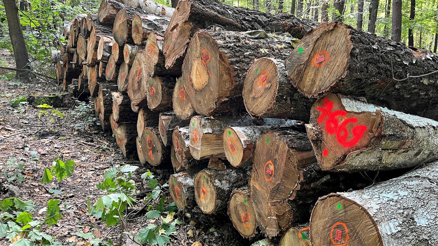 Ceny drewna i eksport do Chin. Tak tanio nie było od lat. Ministerstwo Klimatu podało nowe dane