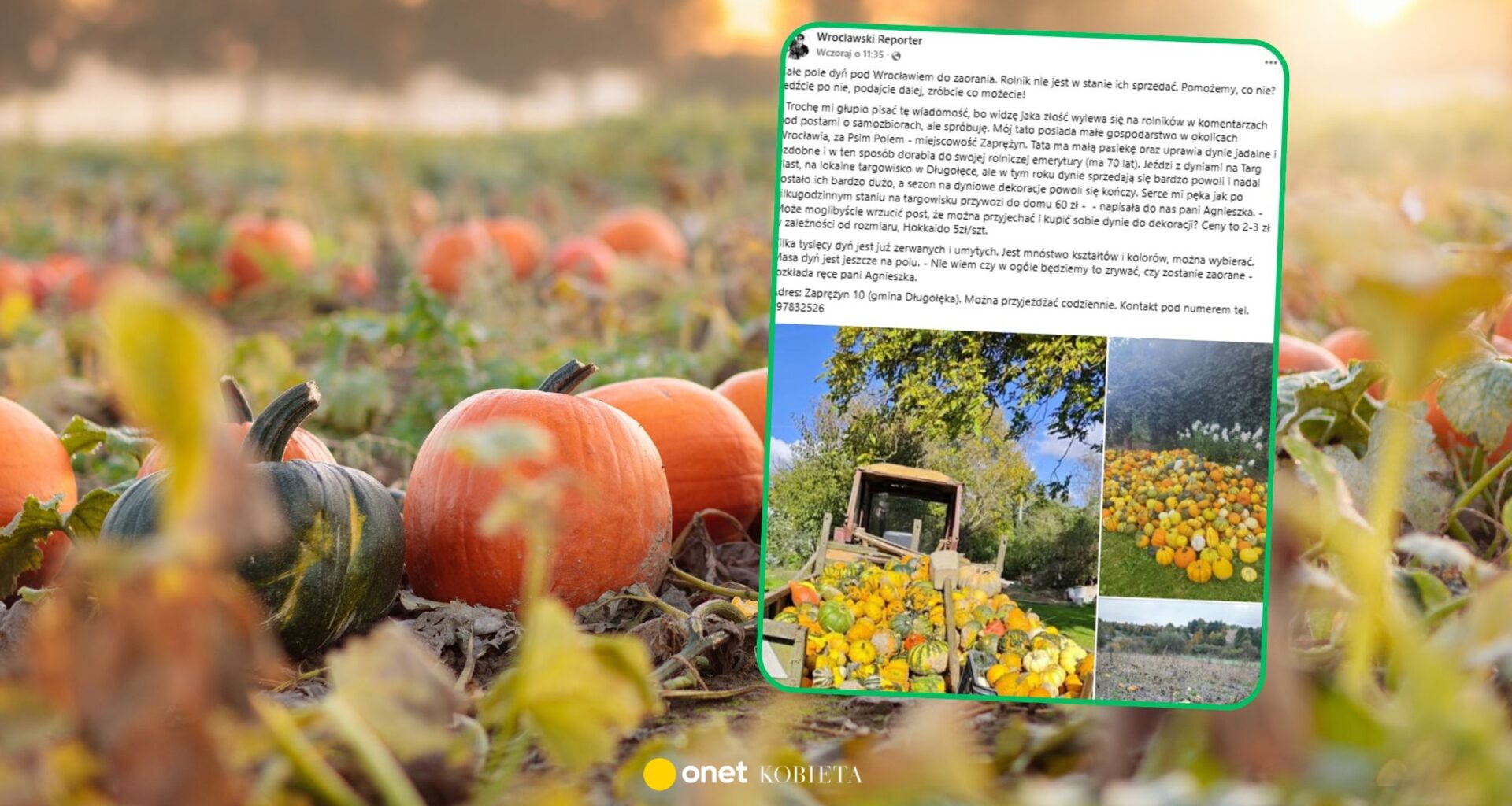 60 zł zarobku za dynie po całym dniu stania na targu. "Serce mi pęka"
