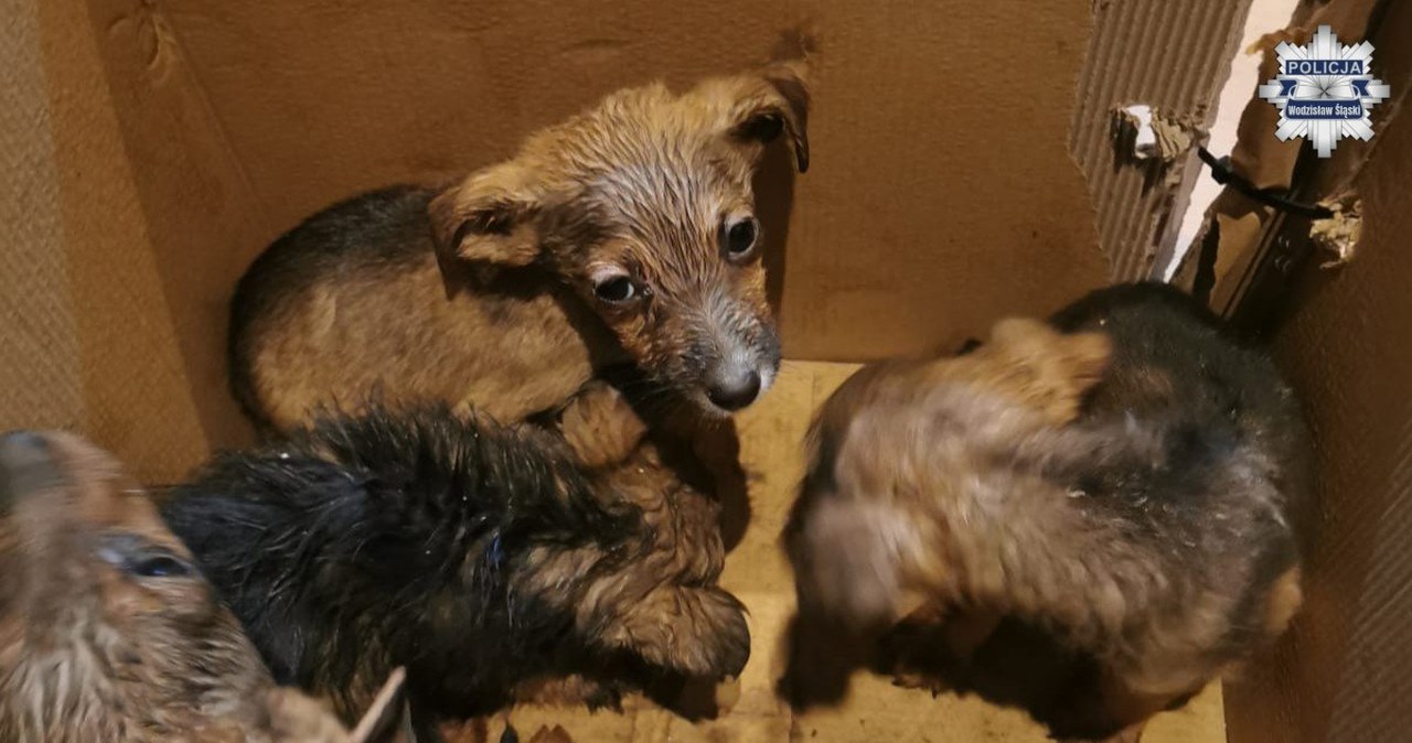 Przejdź na stronę główną INTERIA.PL